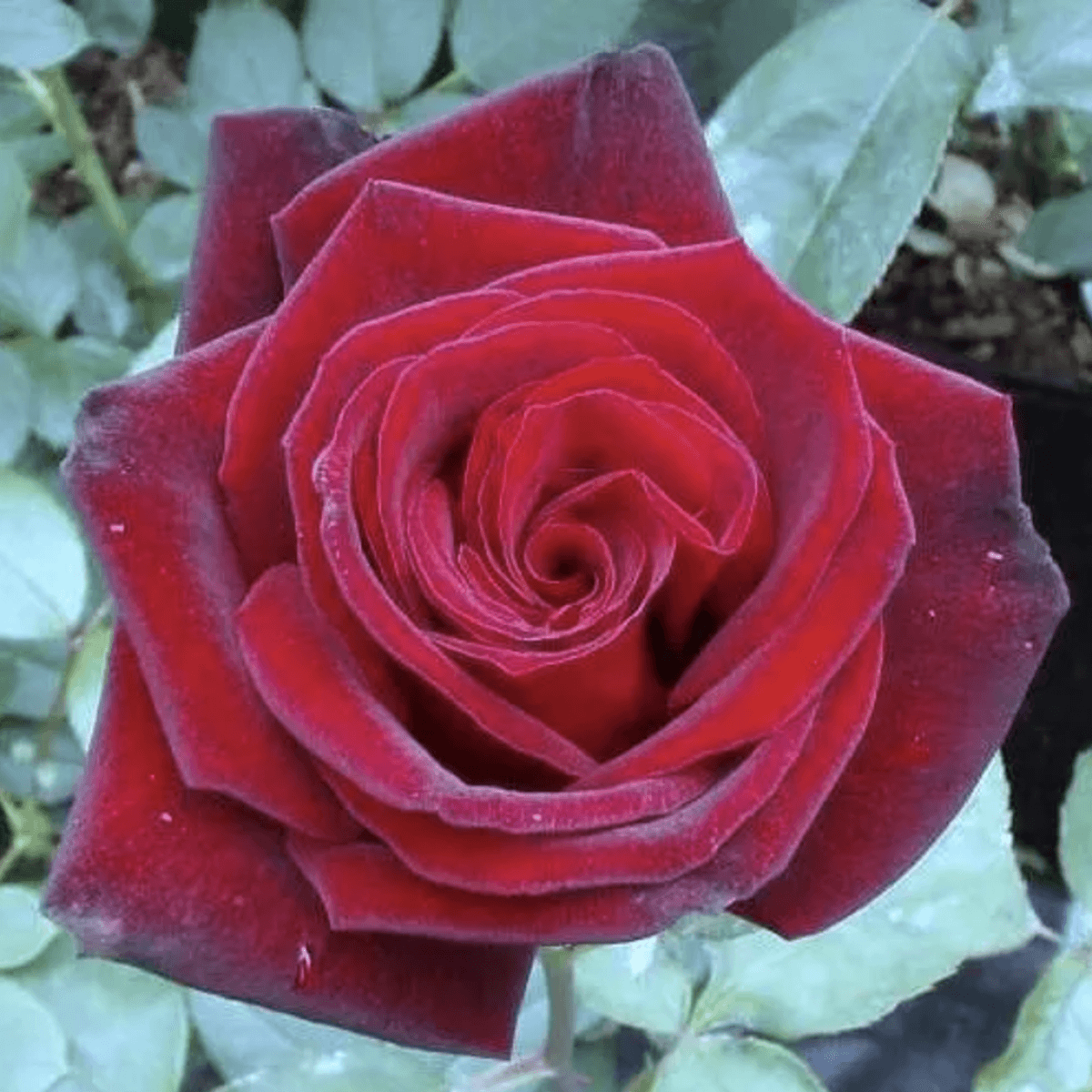 Roze | 7 rozes, stādaudzētava