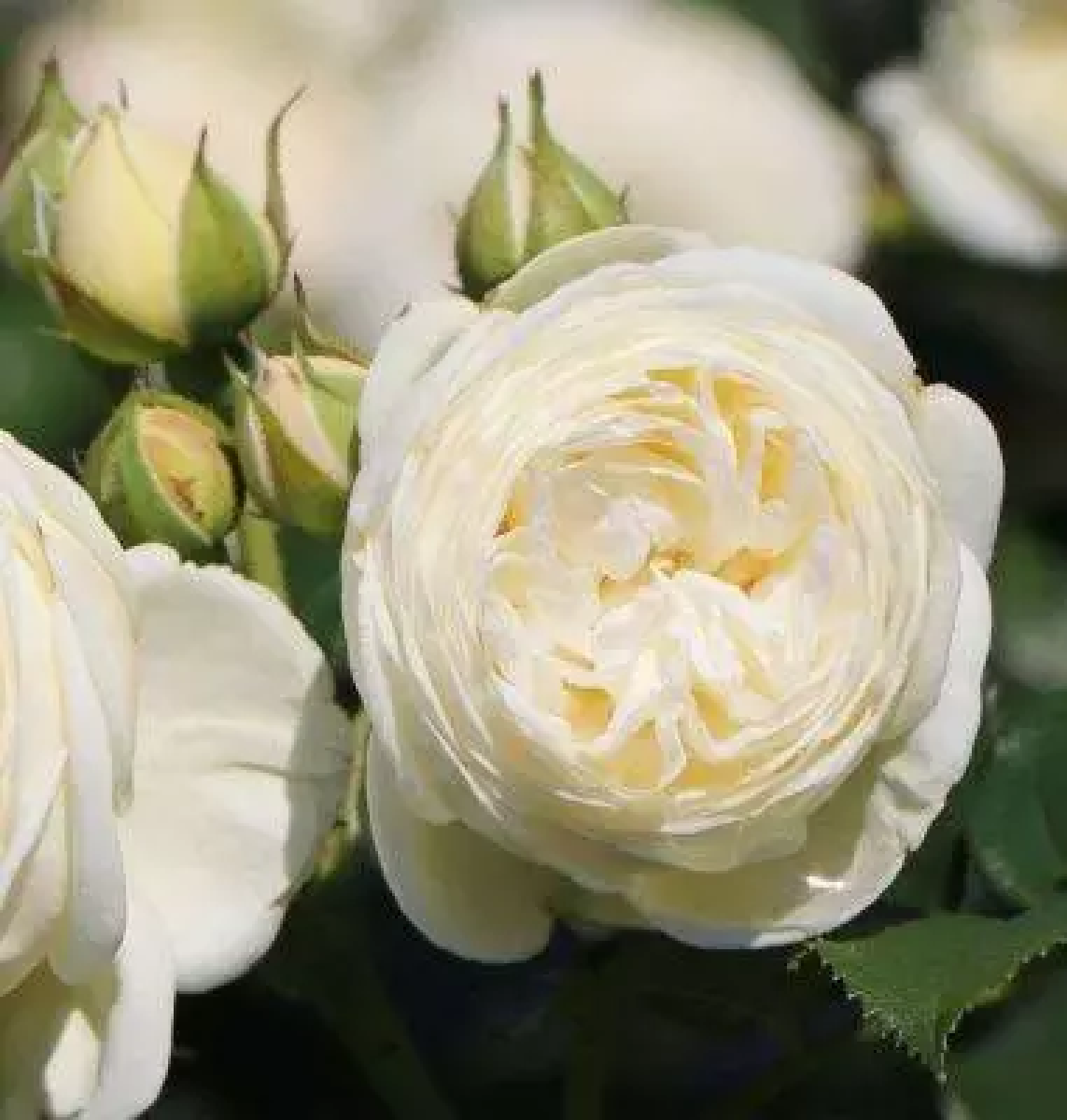 Krūmrozes | 7 rozes, stādaudzētava