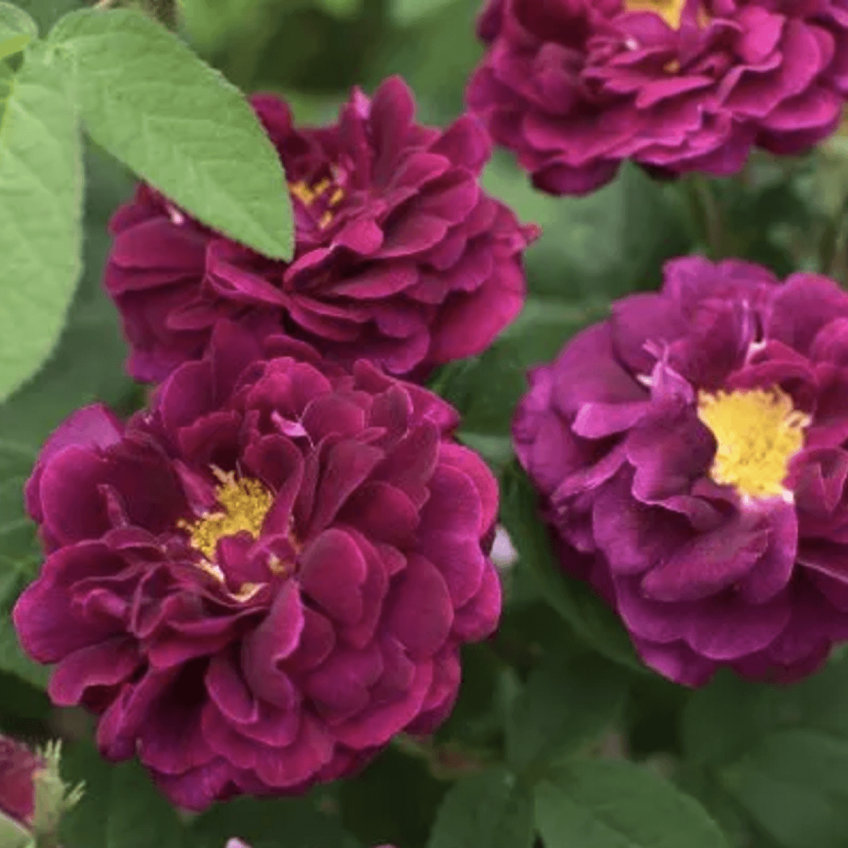 Krūmrozes | 7 rozes, stādaudzētava