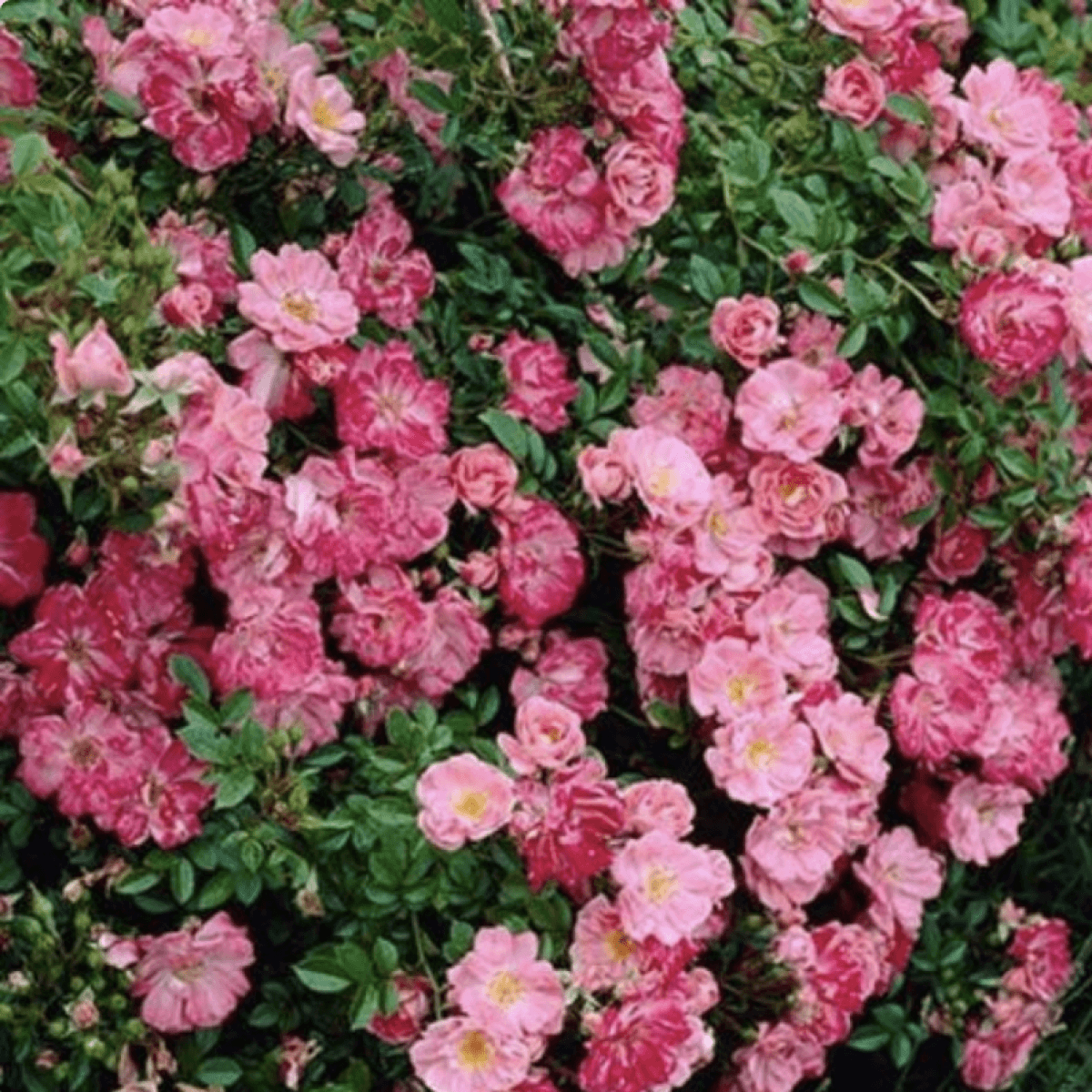 Klājeniskās rozes | Dailas Rozes