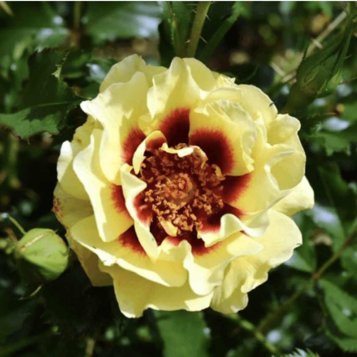Floribundrozes | Dailas Rozes