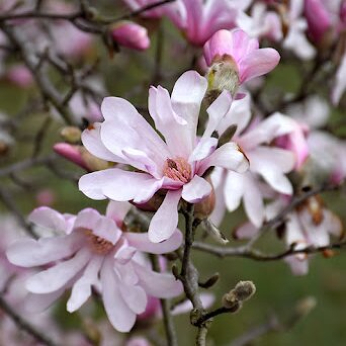 Lebnera magnolija "Leonard Messel" /magnolia loebneri/ | Dreiliņu Stādi SIA