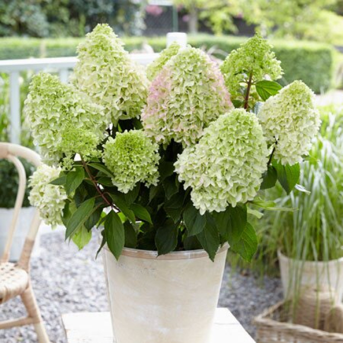 Skarainā hortenzija "Little Fresco" /hydrangea paniculata/ | Dreiliņu Stādi SIA