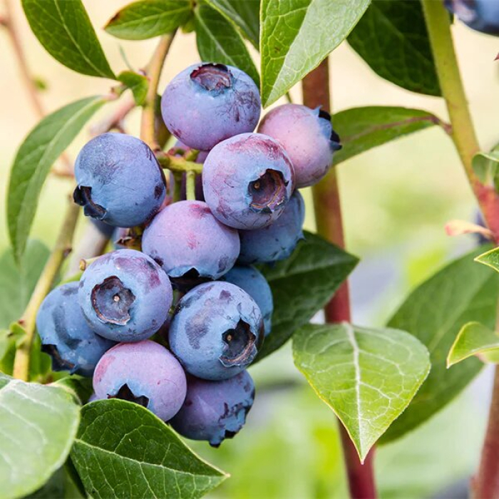 Krūmmellene ,,Bluegold,, /Vaccinium corymbosum/ | Dreiliņu Stādi SIA