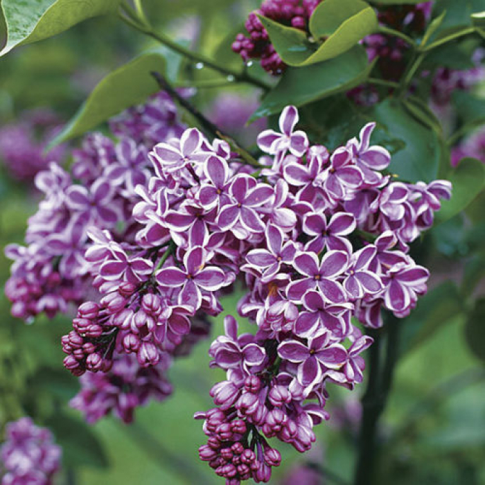 Ceriņš 'Sensation' /Syringa vulgaris/ | Dreiliņu Stādi SIA