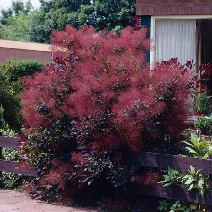 Parūkkoks ,,Royal Purple,,/Cotinus coggygria/ | Dreiliņu Stādi SIA