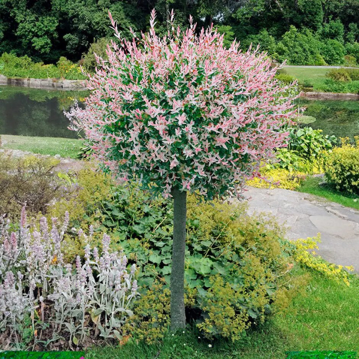 Gludmalu kārkls ,,Hakuro nishiki,, /salix integra/  | Dreiliņu Stādi SIA