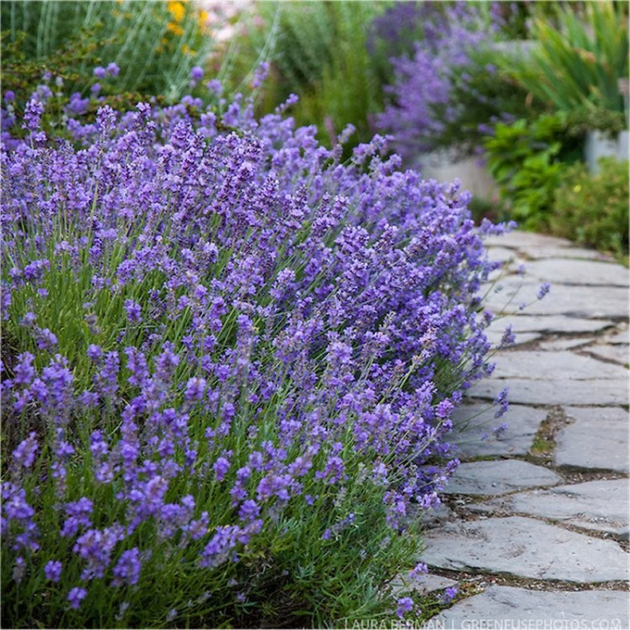 Lavanda, šaurlapu ,,Munstead,, /lavandula angustifolia/  | Dreiliņu Stādi SIA