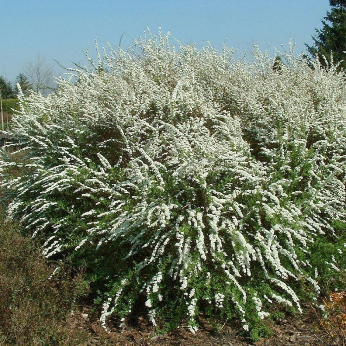 Pelēkā spireja ,Grefsheim,, /Spiraea x cinerea/  | Dreiliņu Stādi SIA