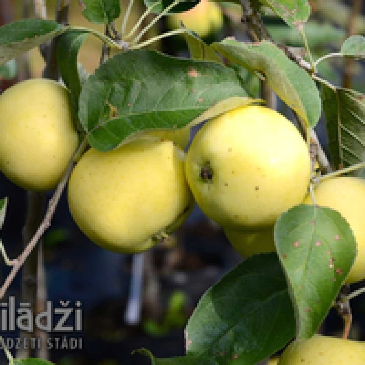 Ābeles | Pīlādži Z/S