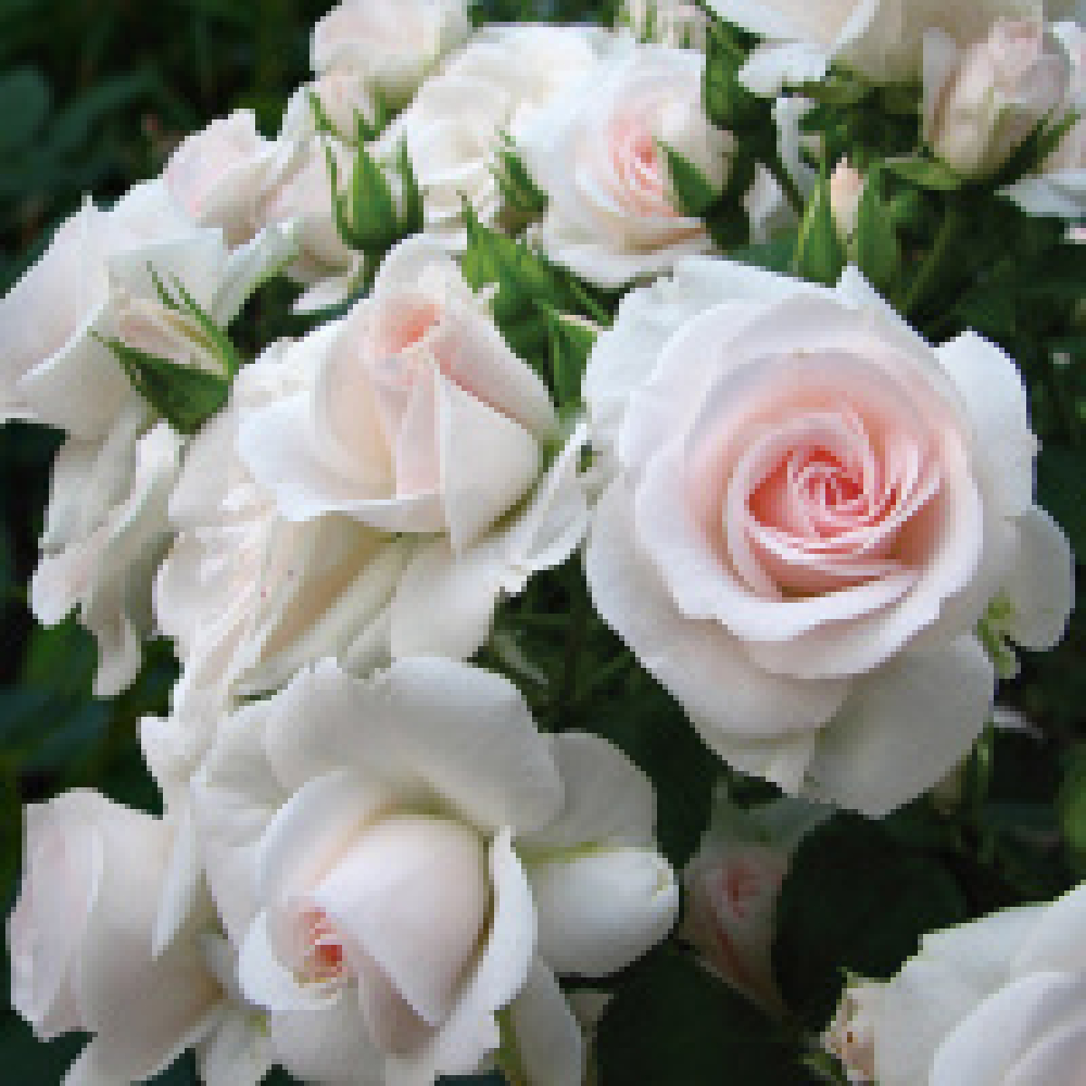 Rozes | Ludzas Rozes