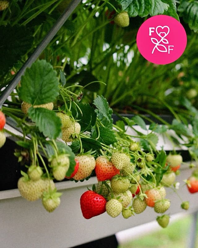 🍓🌸 UZDĀVINI SEV UN SAVAM DĀRZAM VASARAS PRIEKU! 🌸🍓