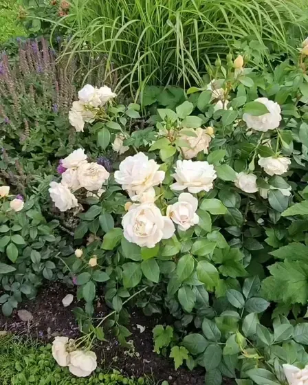 Natālijas rozes — Instagram