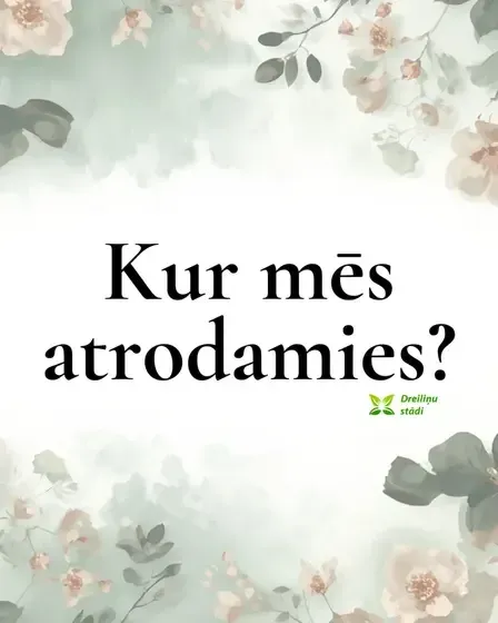 Dreiliņu stādi - stādaudzētava — Instagram