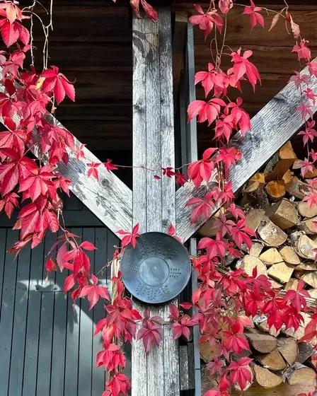 Cepļi — Instagram