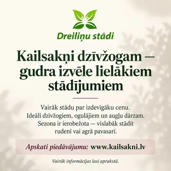 Dreiliņu stādi - stādaudzētava — Instagram