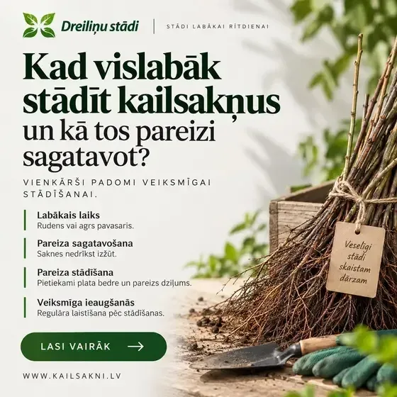 Dreiliņu stādi - stādaudzētava — Instagram