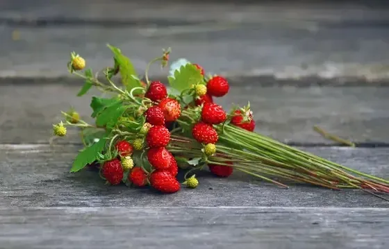 Cietais Rieksts, SIA - ogu audzēšana, iepirkšana, pārstrāde — Instagram