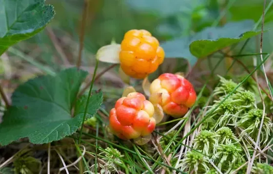 Cietais Rieksts, SIA - ogu audzēšana, iepirkšana, pārstrāde — Instagram