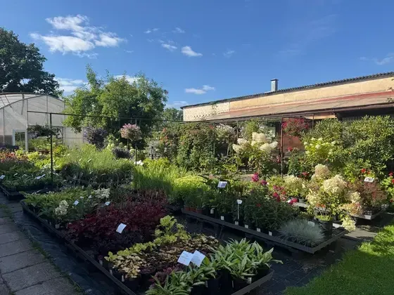 7 rozes, stādaudzētava — Instagram