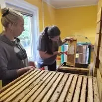Šteinu bites — Facebook