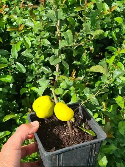 Dārzkopības institūts, APP Dobeles ceriņi — Instagram