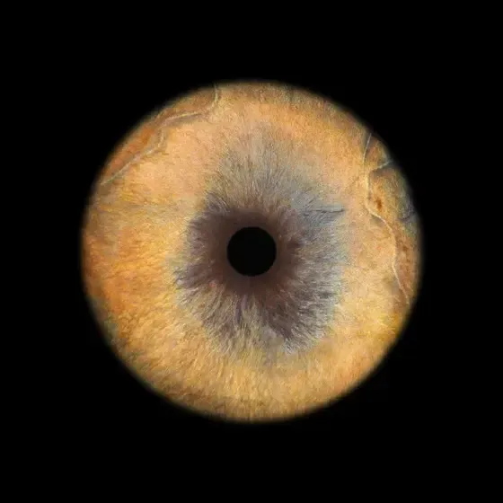 ViiEye - augstākās kvalitātes acu fotostudija — Instagram