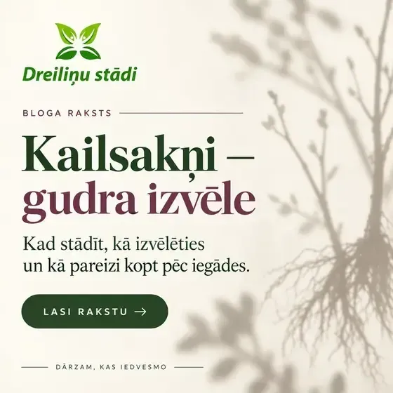 Dreiliņu stādi - stādaudzētava — Instagram
