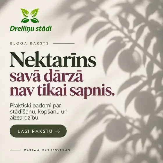 Dreiliņu stādi - stādaudzētava — Instagram