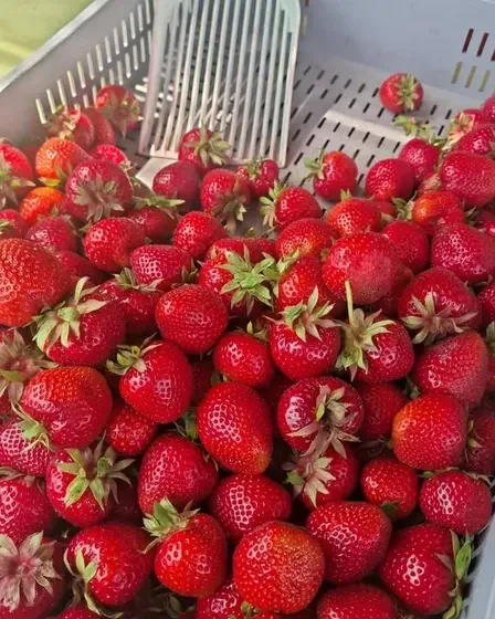 Dārzkopības uzņēmums  "SPROGAS" — Instagram
