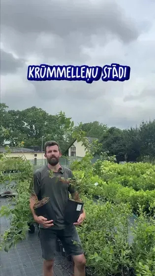 7 rozes, stādaudzētava — Instagram