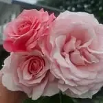 Natālijas rozes — Instagram