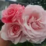 Natālijas rozes — Instagram