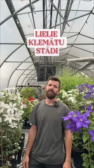 7 rozes, stādaudzētava — Instagram