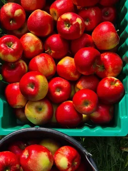 Dārzkopības institūts, APP Dobeles ceriņi — Instagram