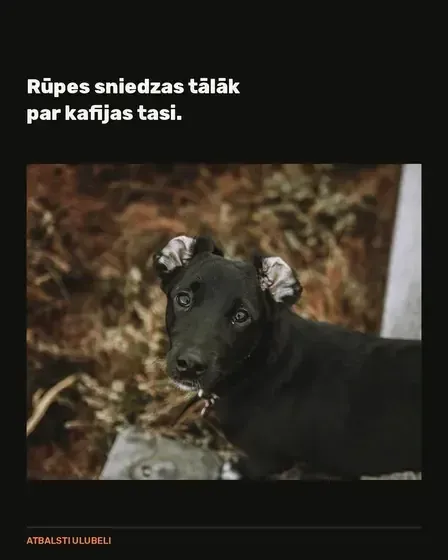 ULUBELE - Dzīvnieku pansija — Instagram