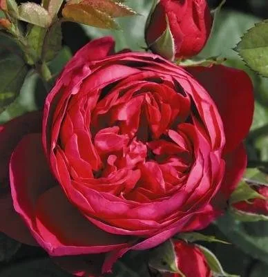 7 rozes, stādaudzētava