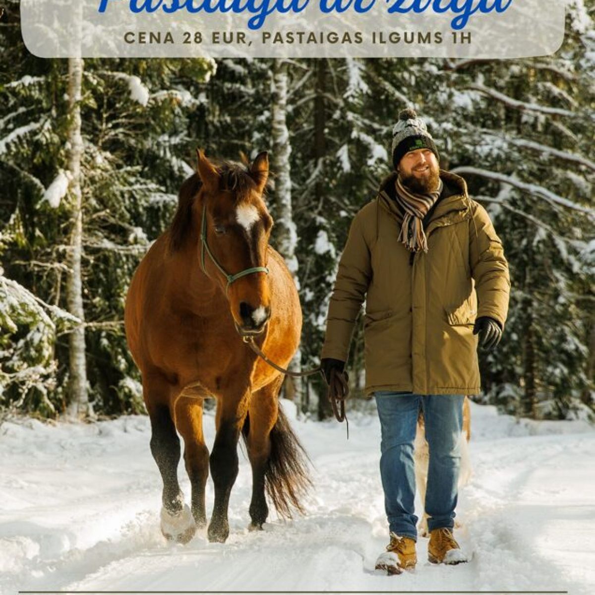 Dabas_zirgi_pastaiga_ar_zirgu_walk_a_horse