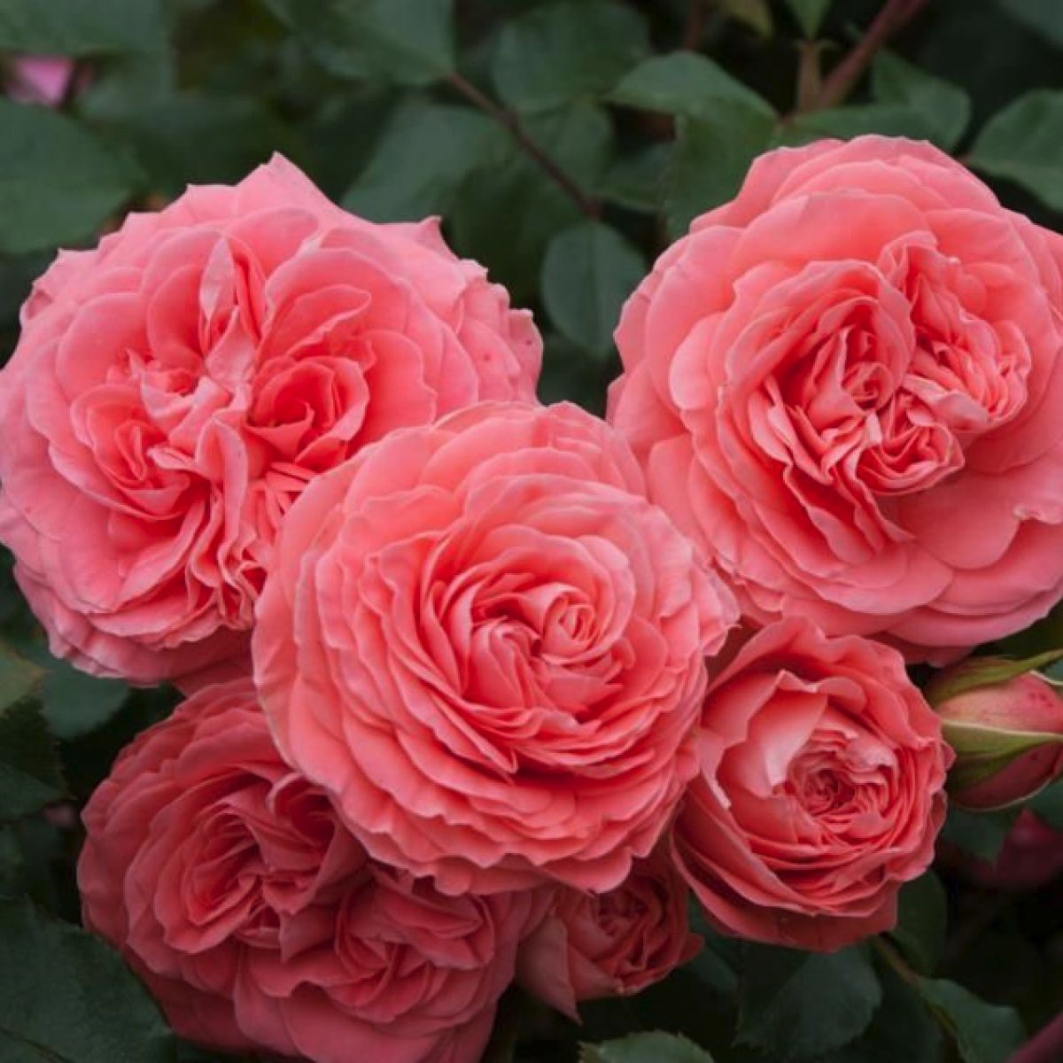 sabiles-rozes-2