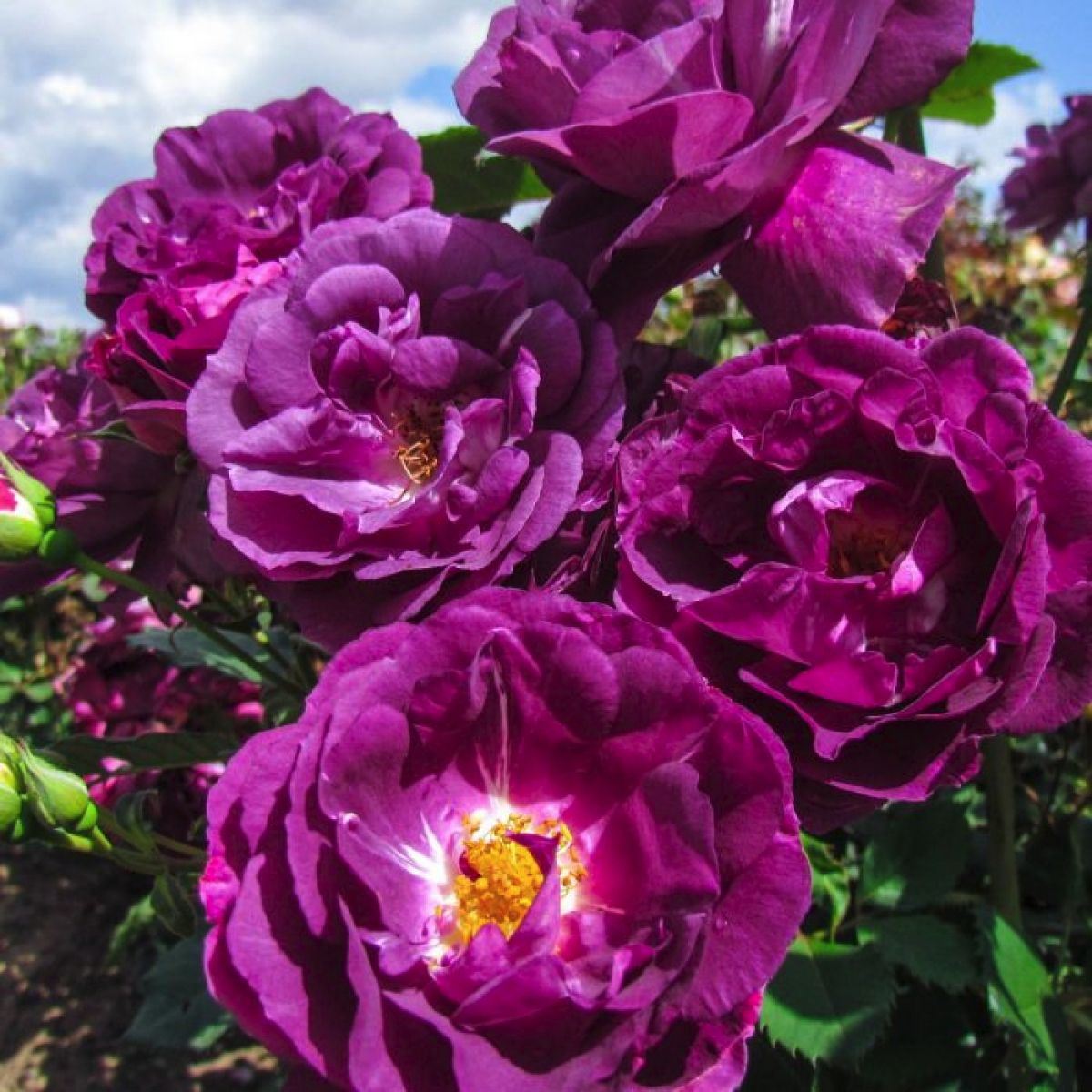 sabiles-rozes-3