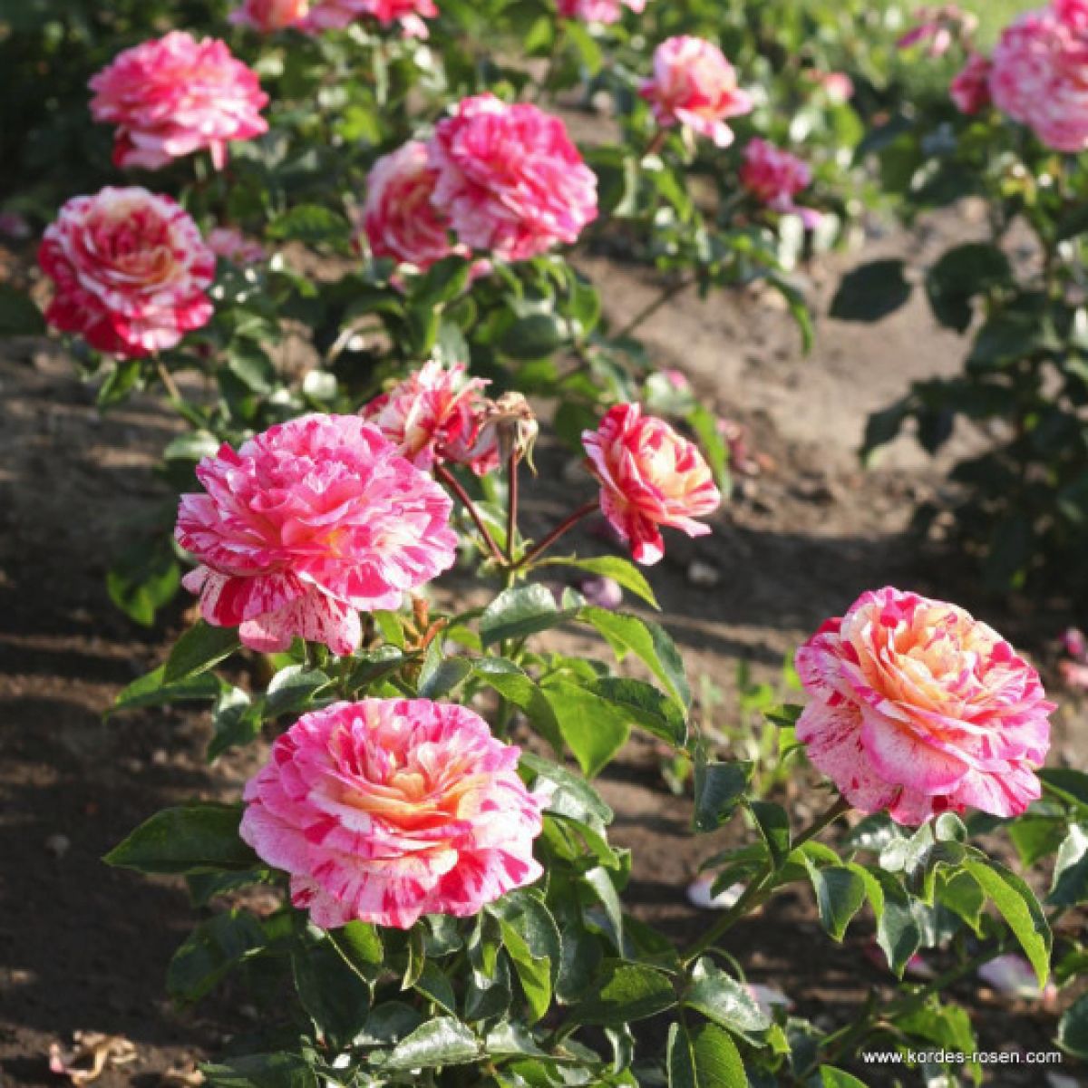 sabiles-rozes-4