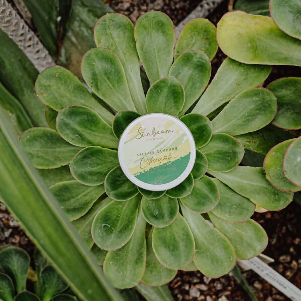 Cietaisšampūns_Sunbeamcosmetics