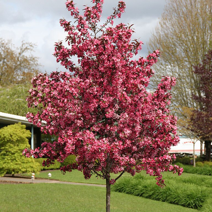 60711_62992a44cb7f765ea1346aad_royal_raindrops_crabapple_tree