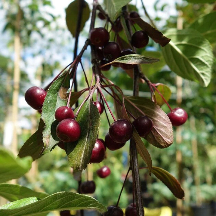 60711_malus-royal-beauty-tree-p239-4387_zoom
