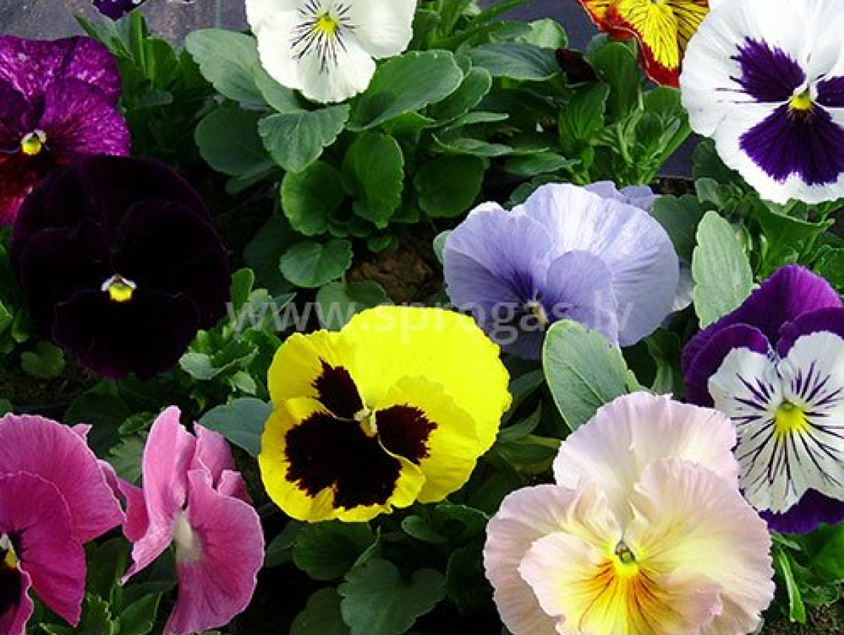 60751_pukes-atraitnites-fd2f657b-0d5a332e-1920w