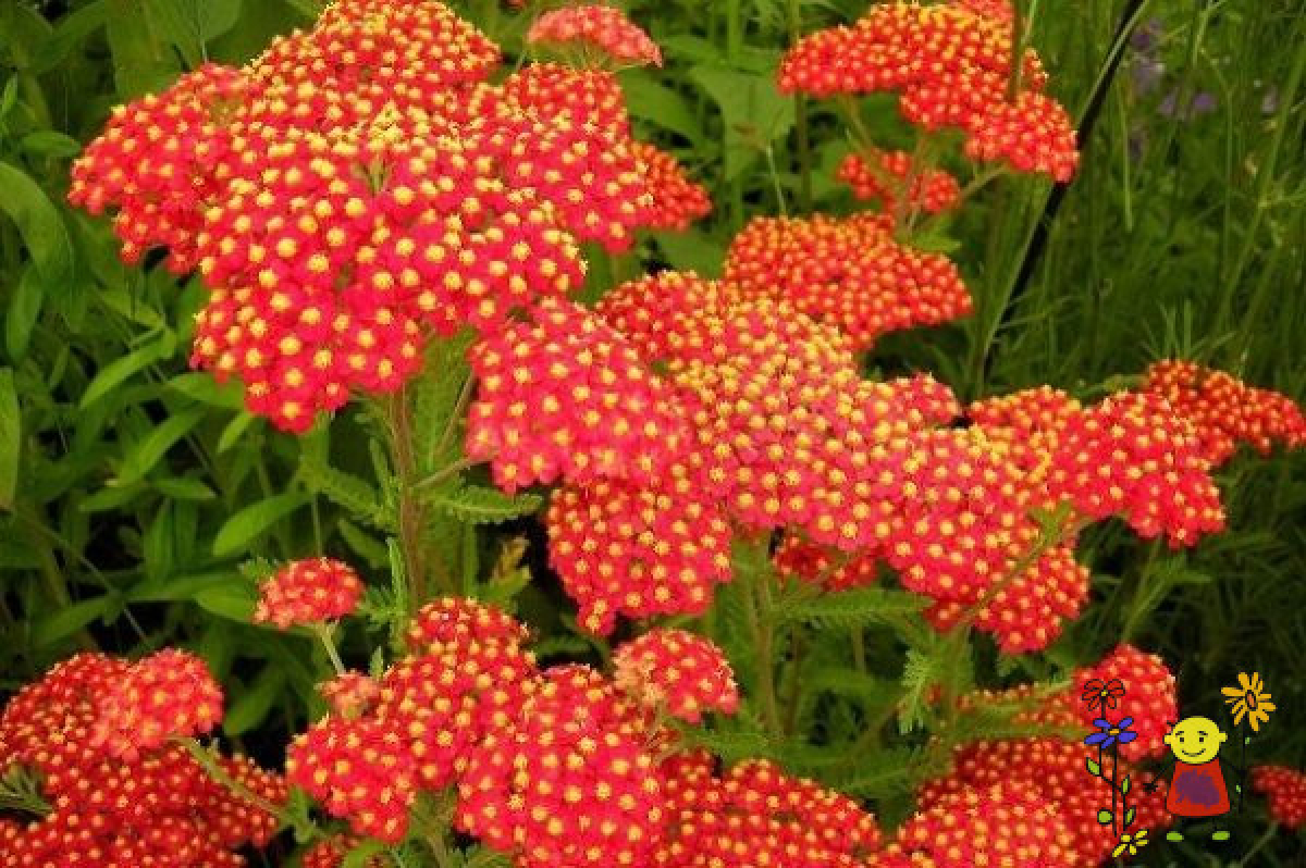 Achillea-Safran-600x399