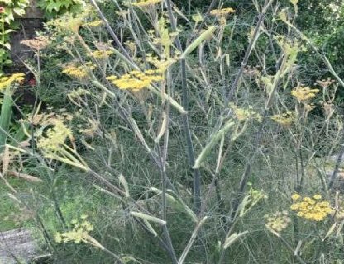 fennel-smokey-w-417x320
