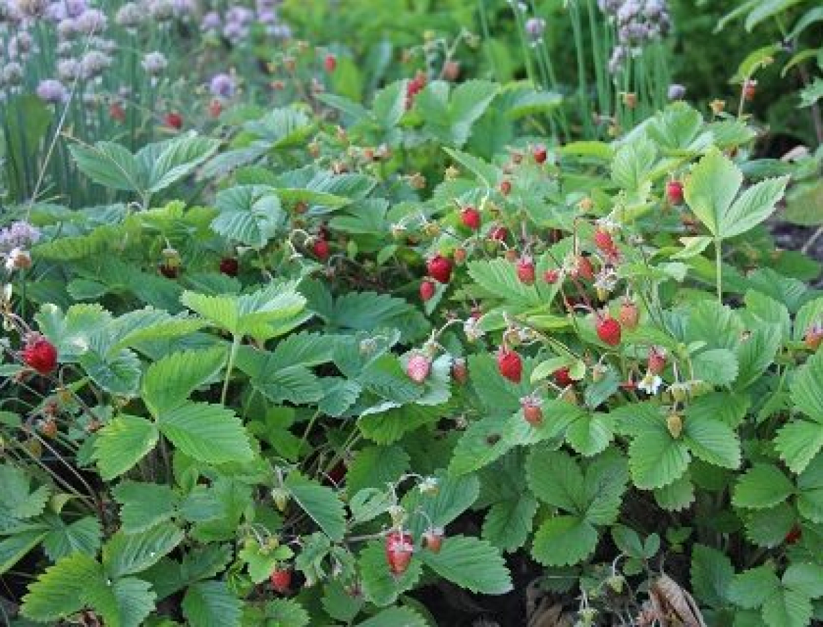 Fragaria-vesca-420x320