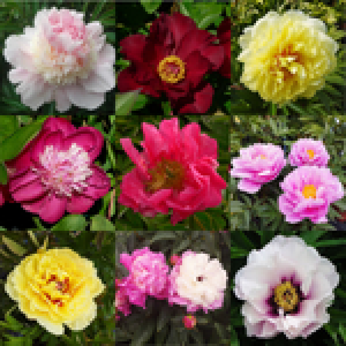 60849_peonijas