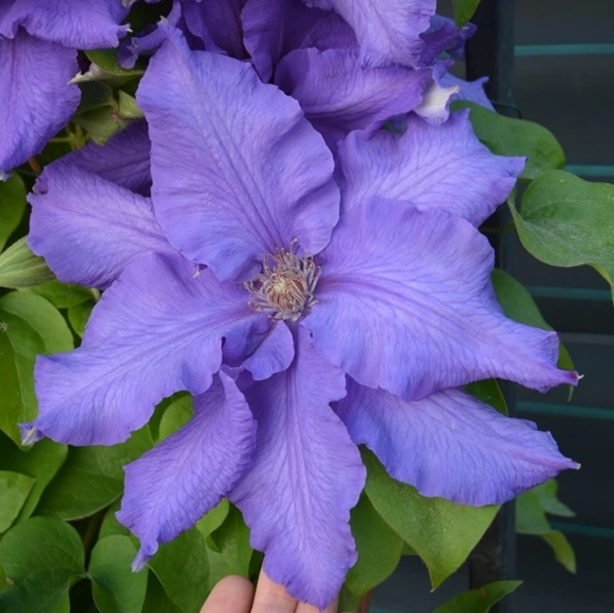 61062_clematis-baltic-waves-dsc_0506